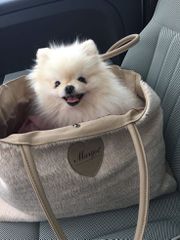 Pomeranian boo-thumb-4
