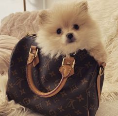 Pomeranian boo-thumb-6