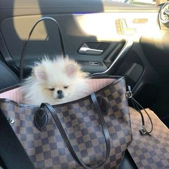 Pomeranian boo-thumb-7
