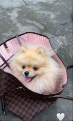 Pomeranian boo-thumb-8