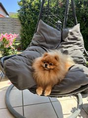 Pomeranian boo-thumb-9