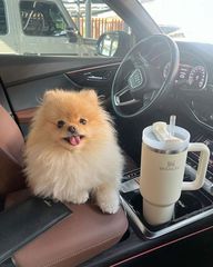 Pomeranian boo-thumb-10