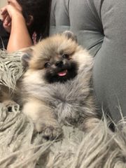 Pomeranian boo-thumb-11