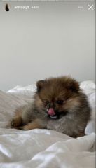 Pomeranian boo-thumb-12