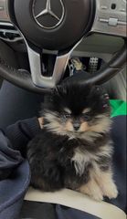 Pomeranian boo-thumb-13