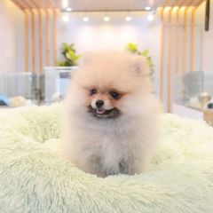 Pomeranian boo