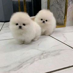 Pomeranian boo-thumb-14