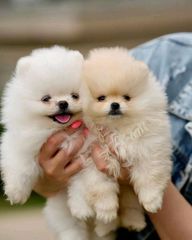 Pomeranian boo-thumb-15