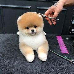 Pomeranian boo-thumb-16