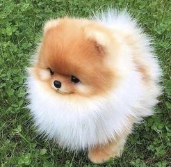 Pomeranian boo-thumb-17