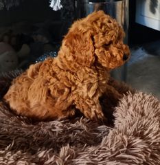Poodle toy κόκκινο pedigree