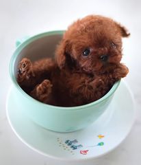 Poodle tea cup pedigree
