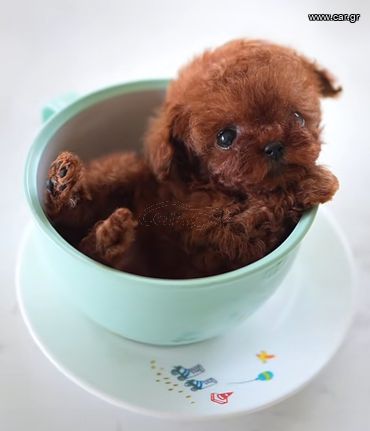 Poodle tea cup pedigree