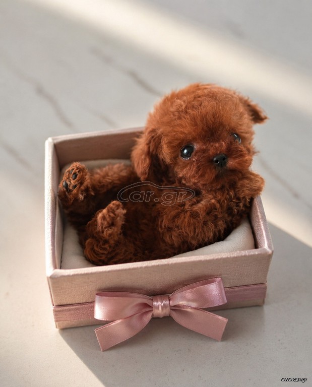 Poodle tea cup pedigree