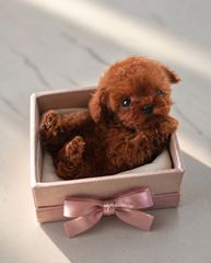 Poodle tea cup pedigree