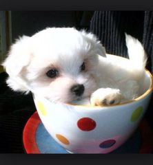 Μαλτεζ toy tea cup 1.5 κιλό-thumb-8