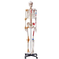VEVOR Human Skeleton Model for Anatomy, 71,65" φυσικού μεγέθους, Ακριβές μοντέλο σκελετού ανατομίας PVC με συνδέσμους, κινητά χέρια, πόδια και γνάθο, με μυϊκή προέλευση & σημεία εισαγωγής, για επαγγελ