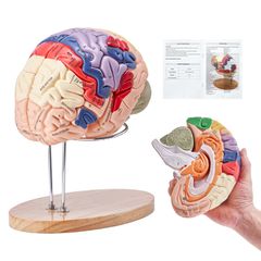 VEVOR Human Brain Model Anatomy, 2X Ανατομικό μοντέλο ανθρώπινου εγκεφάλου 4 τμημάτων σε φυσικό μέγεθος με ετικέτες & βάση προβολής, έγχρωμο αποσπώμενο μοντέλο εγκεφάλου για επιστημονική έρευνα Διδασκ