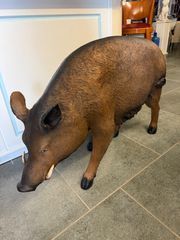 Ρούνι ρουνι ύπουλο κακό γουρούνι  Ύψος 73εκ Μήκος 1.13 Πλάτος 30εκ Τιμή 690€…