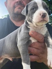 Pit bull blue nose