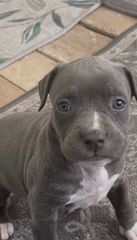 Pit bull blue nose