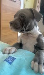Pit bull blue nose