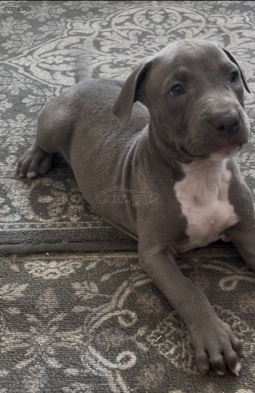 Pit bull blue nose