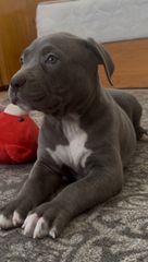 Pit bull blue nose-thumb-1