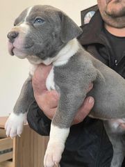 Pitbull blue nose