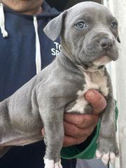 Pitbull blue nose