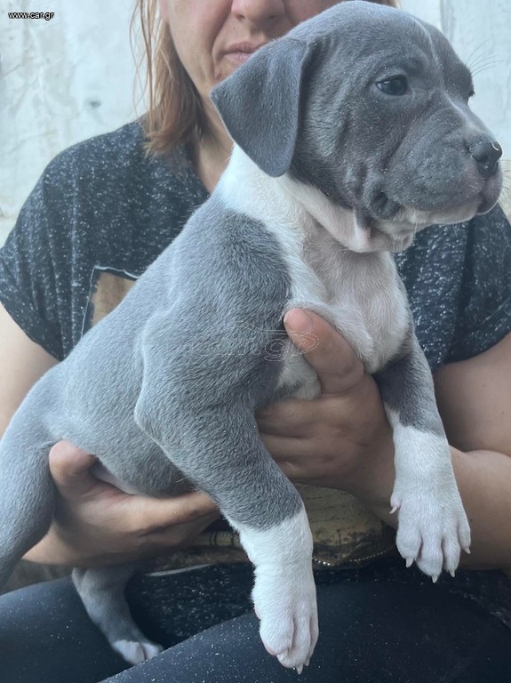 Pitbull blue nose