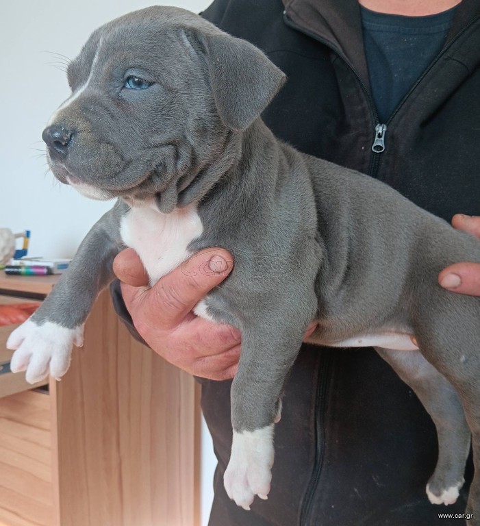Blue nose pitbull
