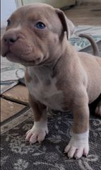 Pitbull