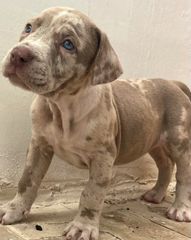 Pitbull