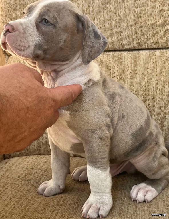 Pitbull