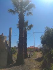 ΦΟΙΝΙΚΕΣ-thumb-1