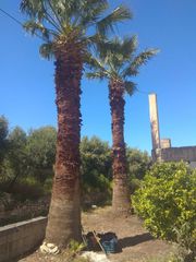 ΦΟΙΝΙΚΕΣ-thumb-1