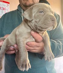 Pitbulll