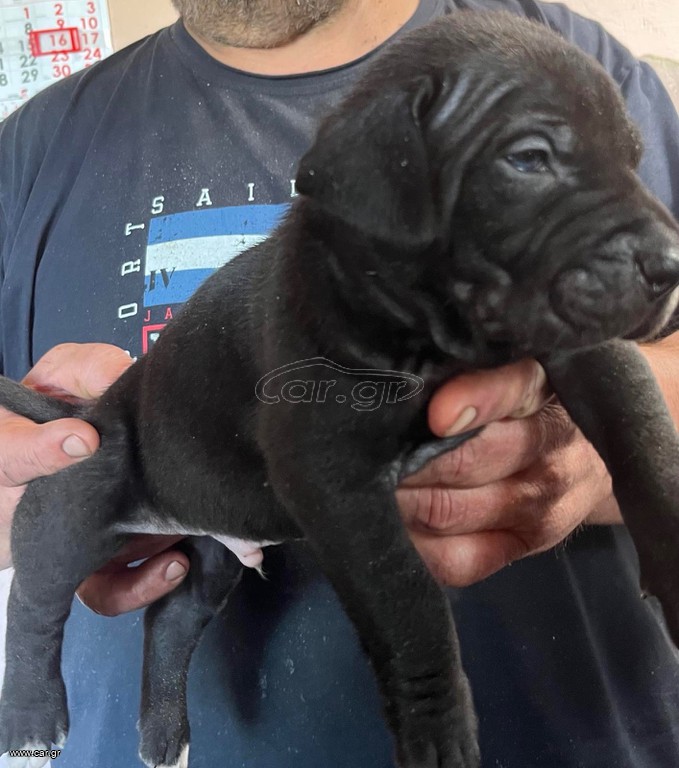 Pitbulll