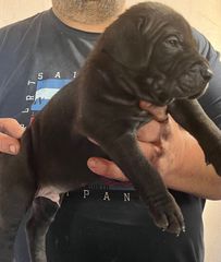 Pitbulll-thumb-1