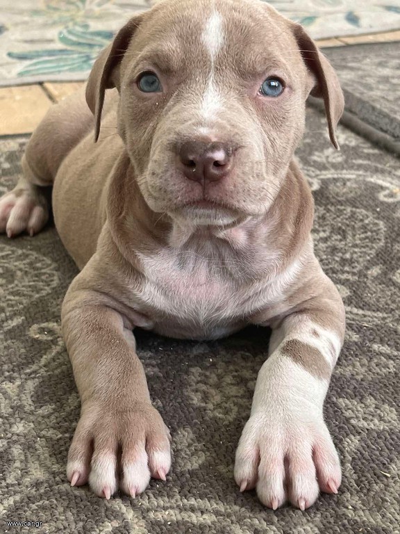 Pitbulll