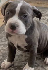 Pitbulll