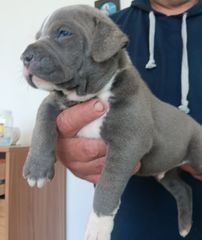 Blue nose pitbull