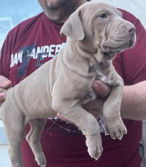 Blue nose pitbull