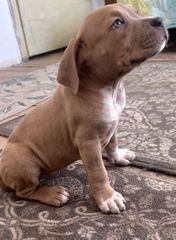 Blue nose pitbull