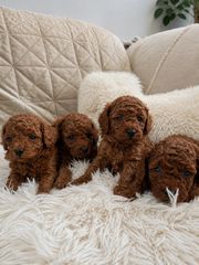 Poodle pedigree