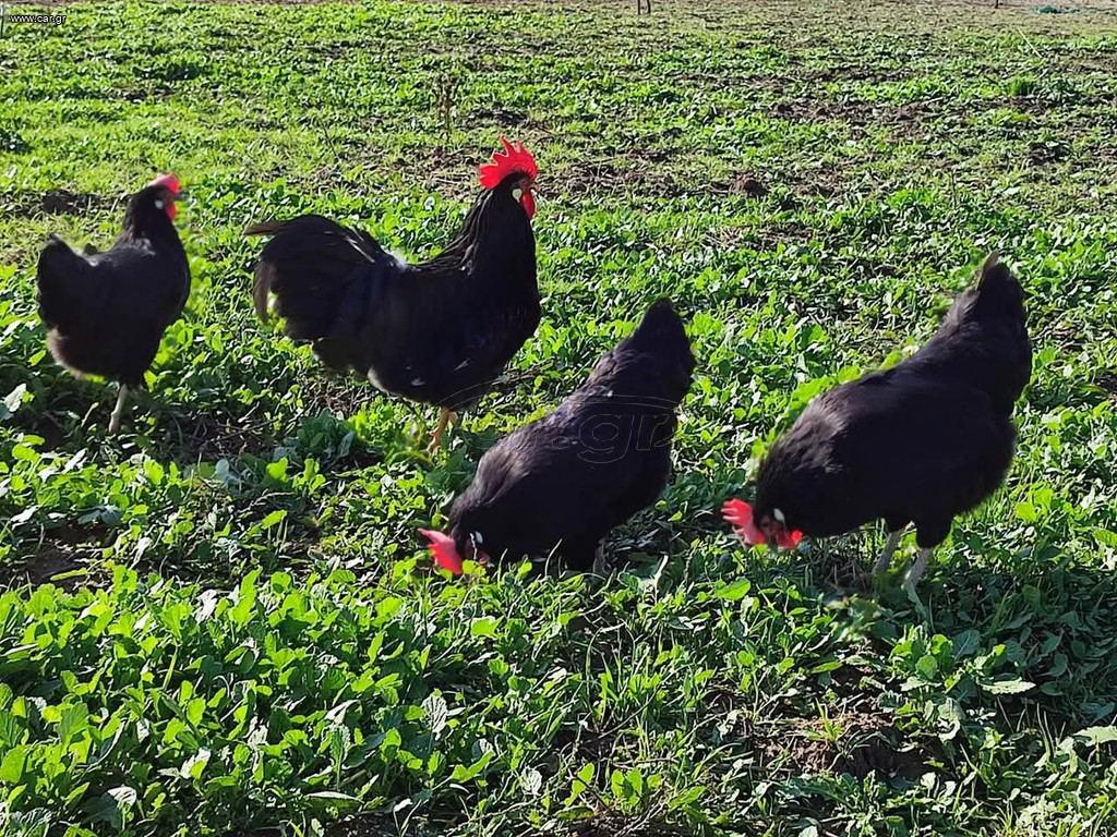 Αυγά Εκκόλαψης Black Leghorn