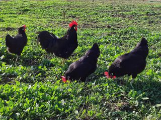 Αυγά Εκκόλαψης Black Leghorn
