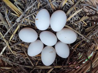 Αυγά Εκκόλαψης Black Leghorn-thumb-1