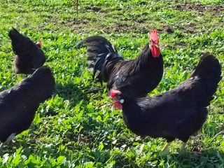 Αυγά Εκκόλαψης Black Leghorn-thumb-3